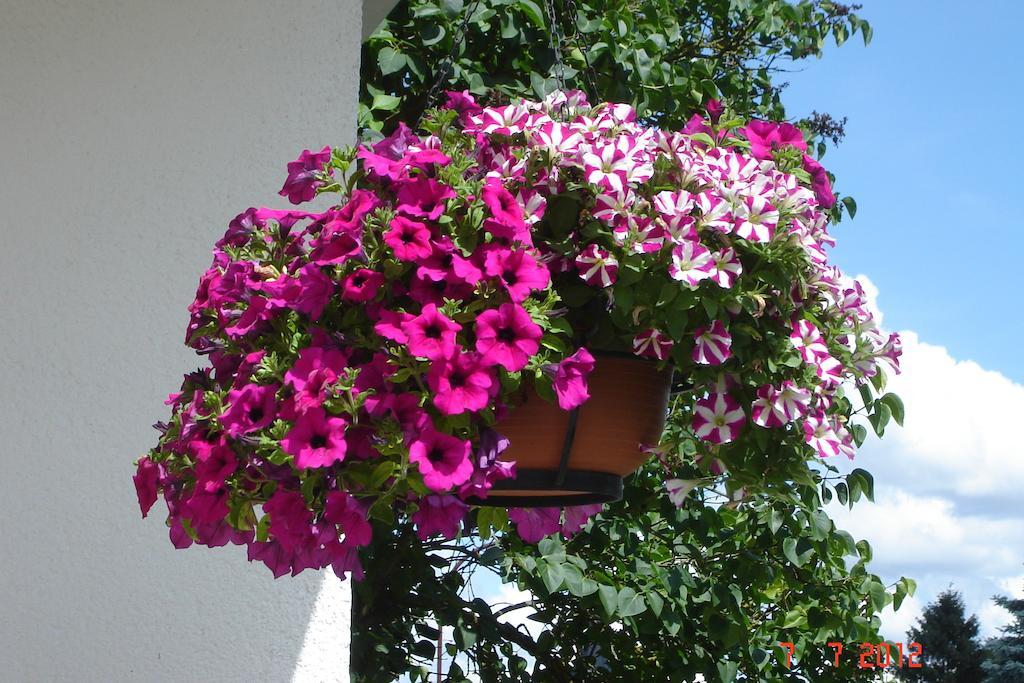 Urlaub Auf Dem Bauernhof Marx Villa Kelberg Rum bild